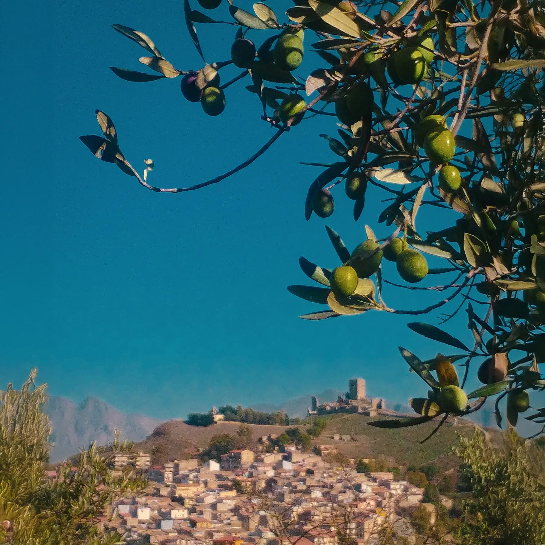 Di Marco Olio Sicilian Olive Oil