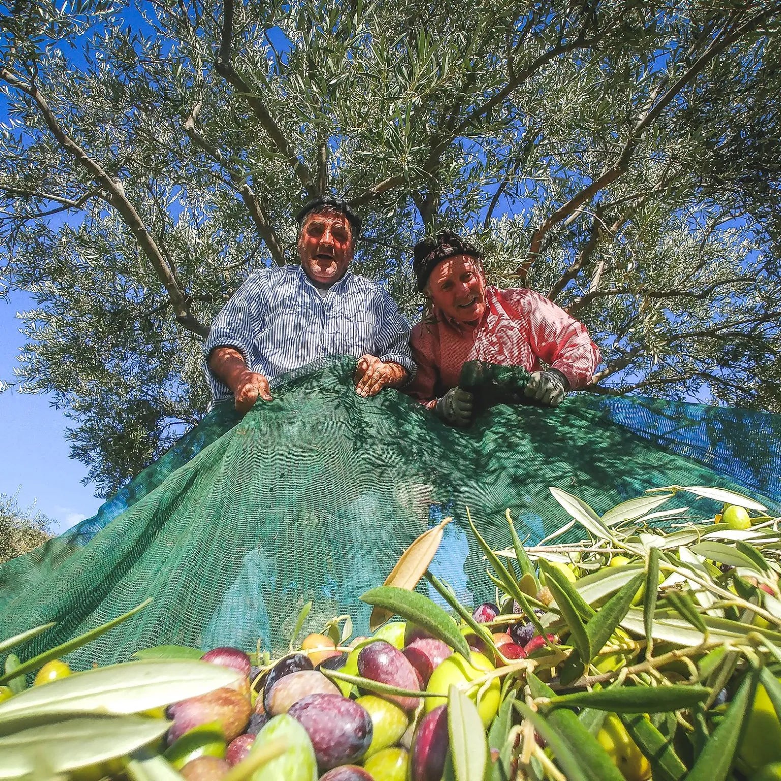 Di Marco Olio Sicilian Olive Oil