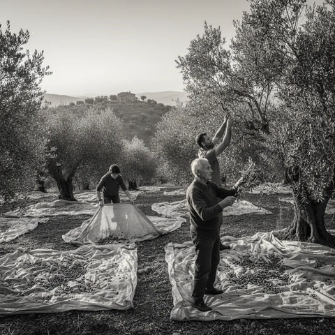 The Di Marco family hand-harvesting olives in November